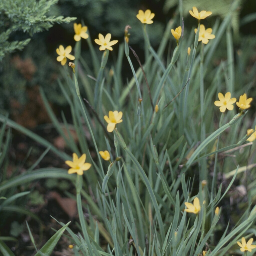 Badil kalifornský č. 50 - Sisyrinchium californicum