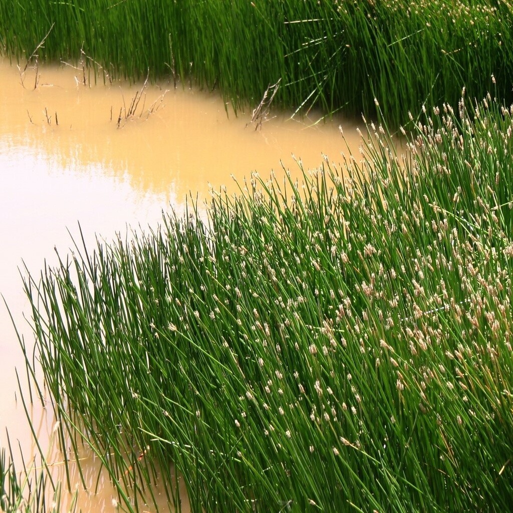 Bahnička mokřadní č. 4 - Eleocharis