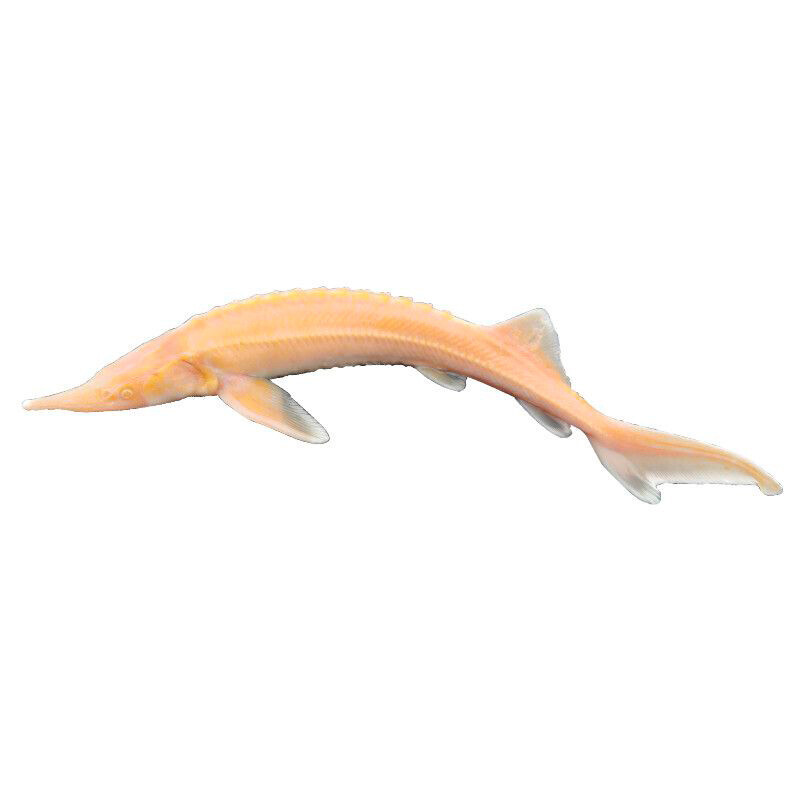 Jeseter malý Albín (Acipenser ruthenus albino) nádrž č. 31