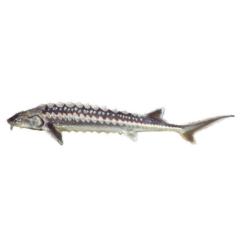 Jeseter ruský 30 cm nádrž č. 29