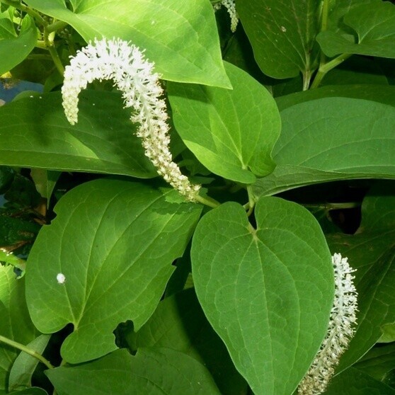 Ještěrkovec nicí bílý č. 122 - Saururus cernuus