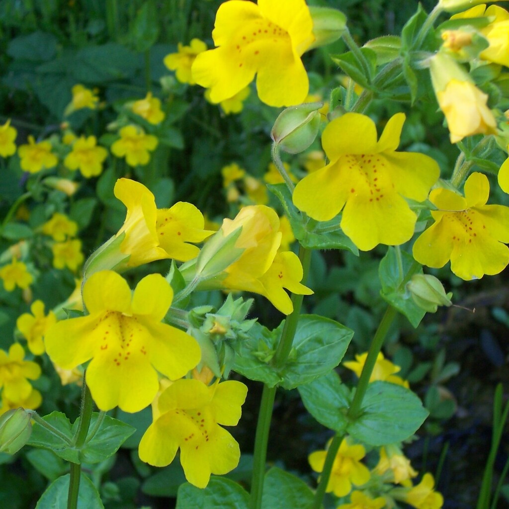 Kejklířka žlutá č. 47 - Mimulus luteus