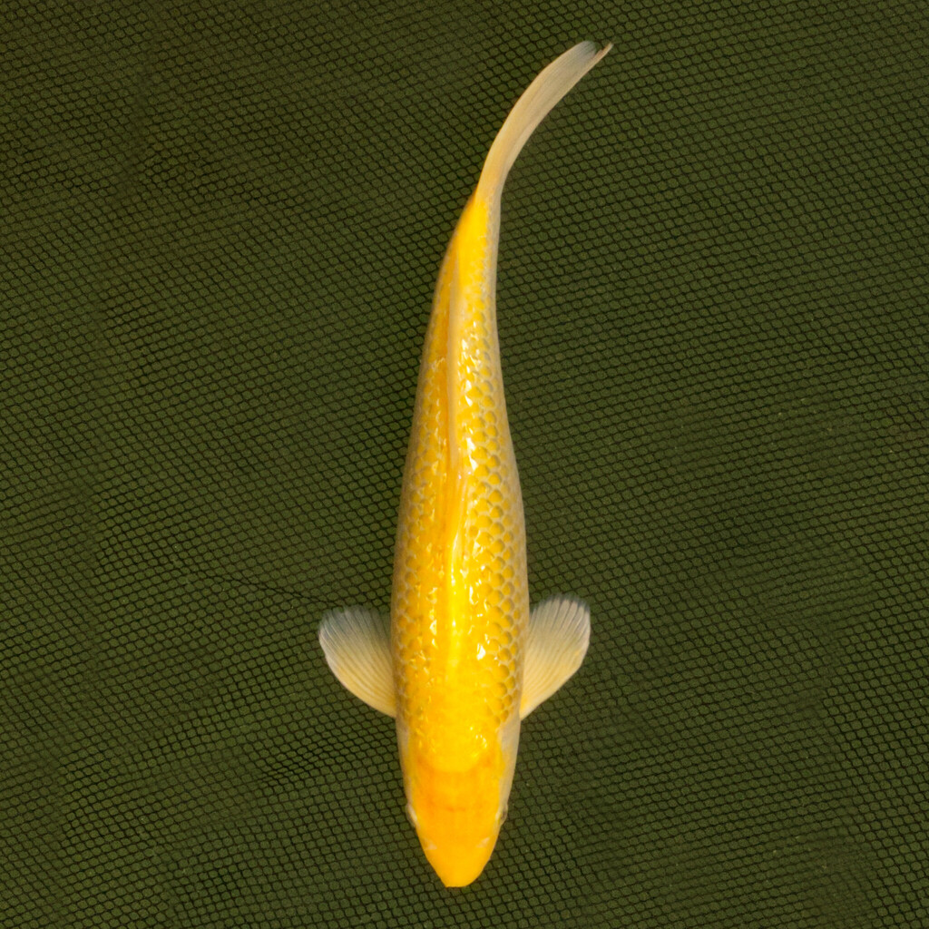 Koi kapr č. 10 Yamabuki Ogon 40 cm