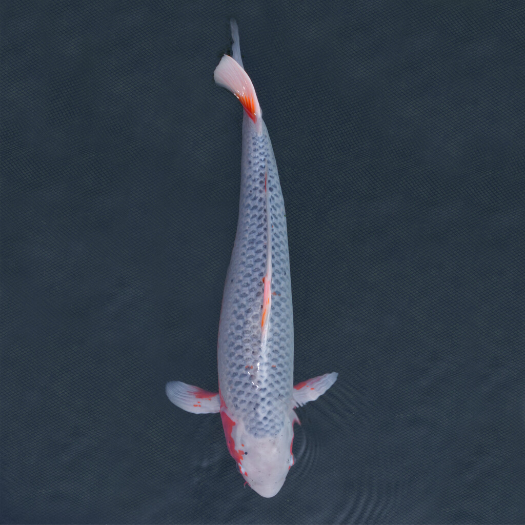 Koi kapr č. 102 Asagi 60 cm