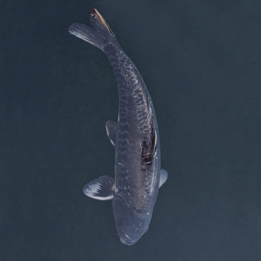 Koi kapr č. 104 Doitsu Hairo 60 cm