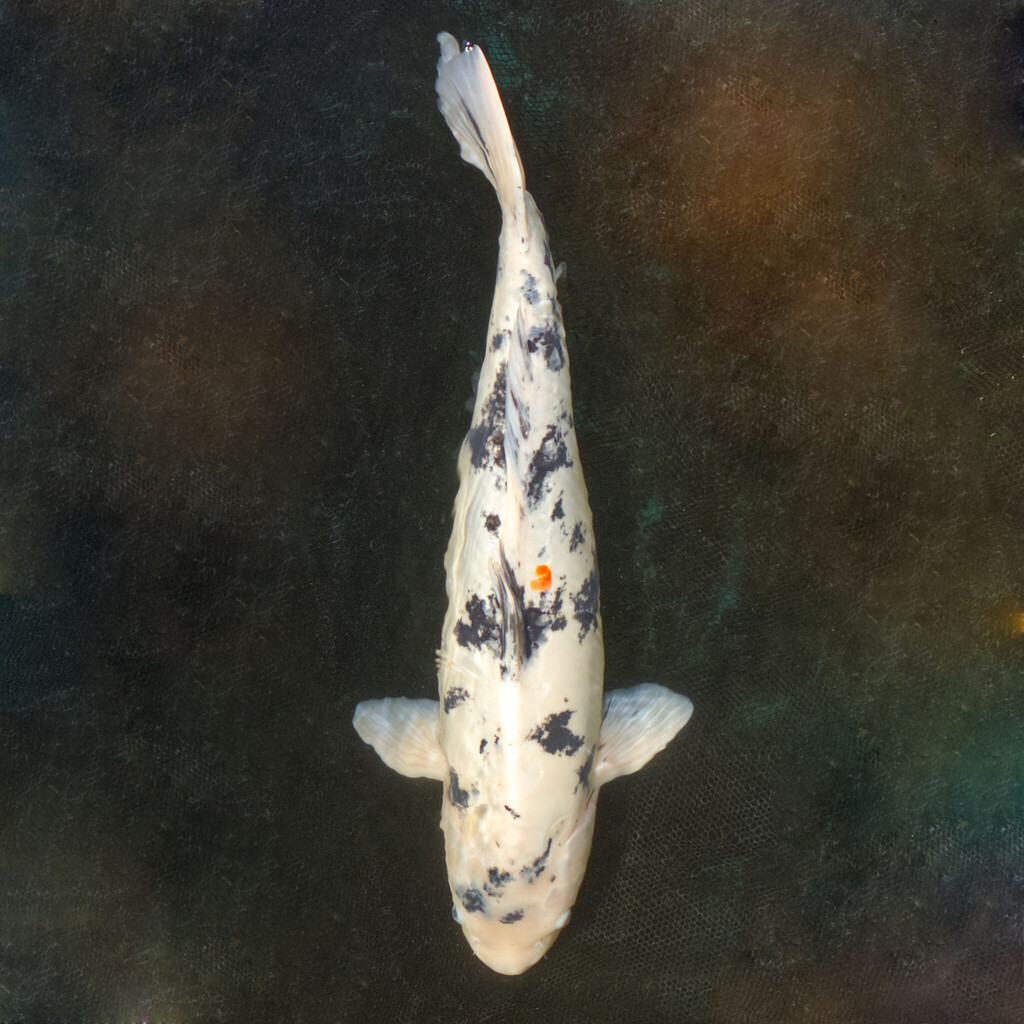 Koi kapr č. 122 Shiro Bekko 70 cm