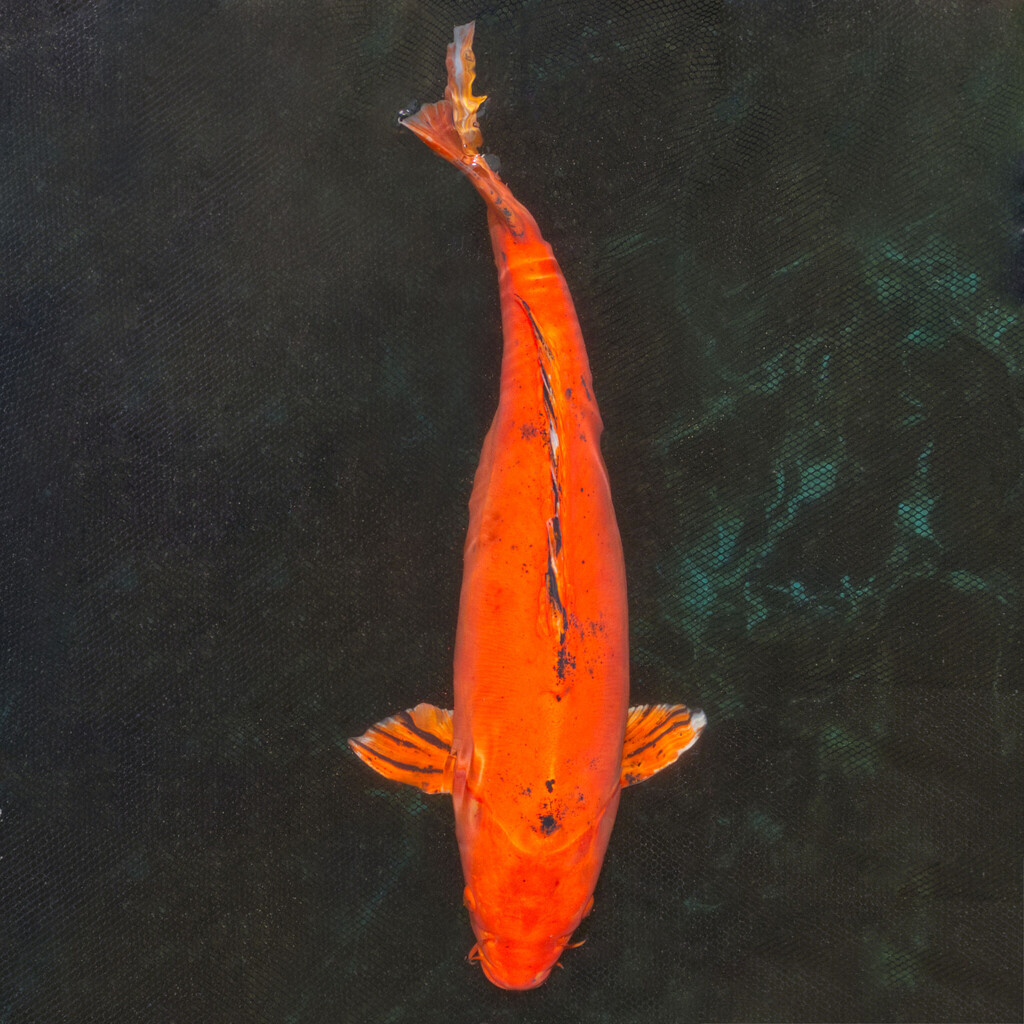 Koi kapr č. 135 Mizuho Ogon 60 cm