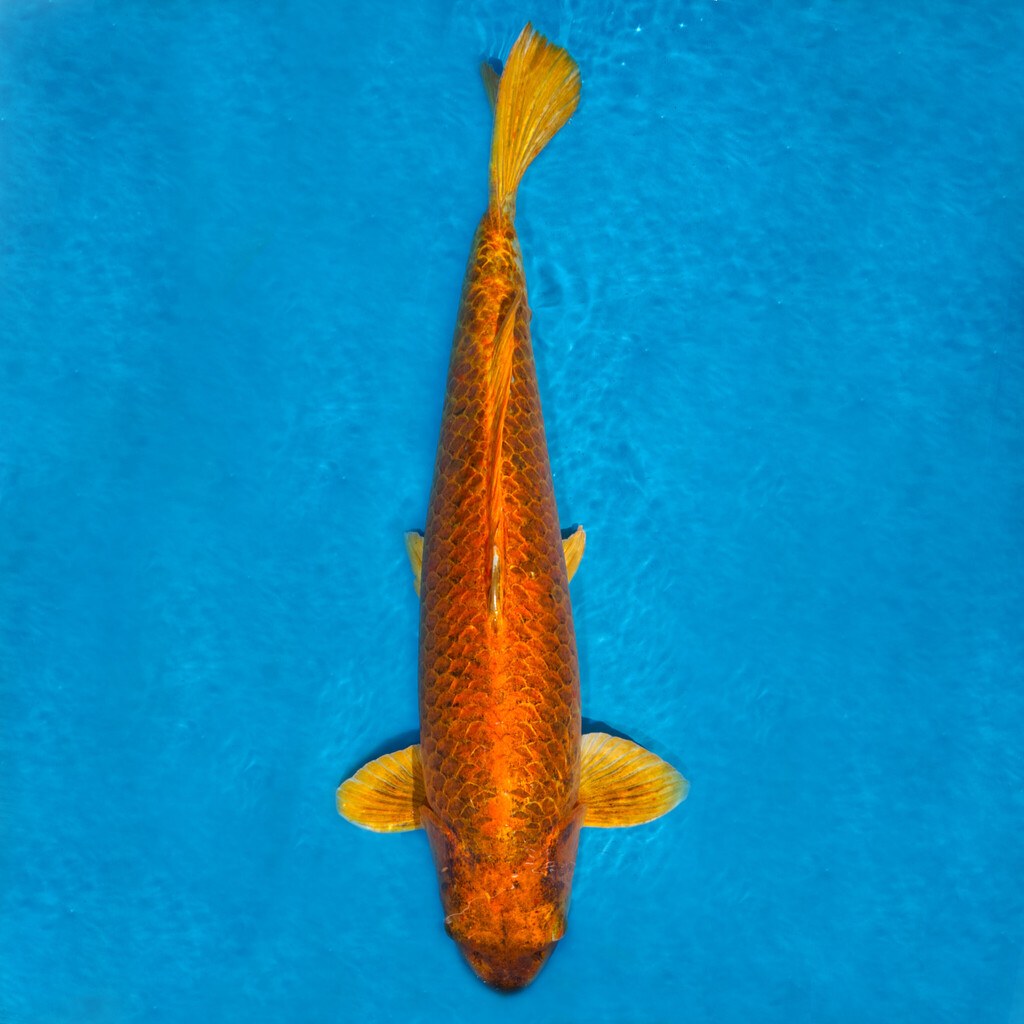 Koi kapr č. 141 Aka Matsuba 60 cm