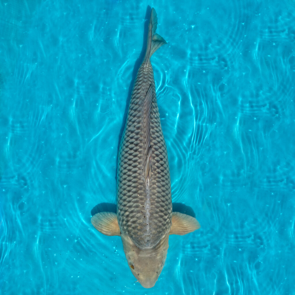 Koi kapr č. 145 Soragoi 60 cm