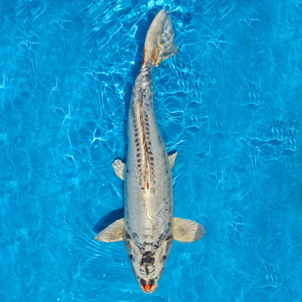 Koi kapr č. 148 Benikikokuryu 60 cm