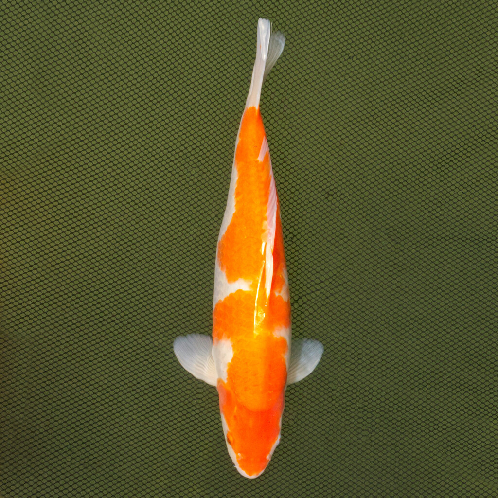Koi kapr č. 47 Kohaku 45 cm