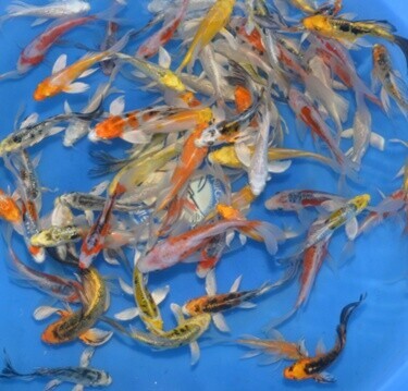 Koi kapr nádrž č. 14 Sanke 12-15 cm