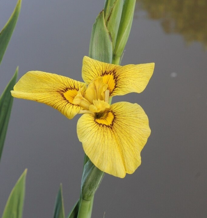 Kosatec č. 117 - Iris pseudata Chance Beauty