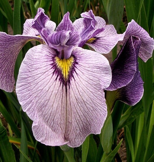 Kosatec č. 121 - Iris pseudata Take No Sato