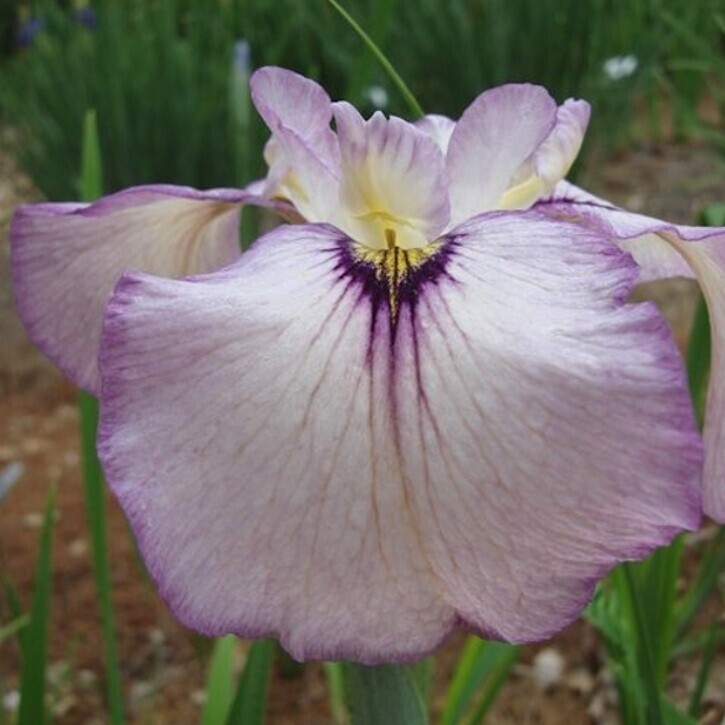 Kosatec č. 128 - Iris pseudata Ause