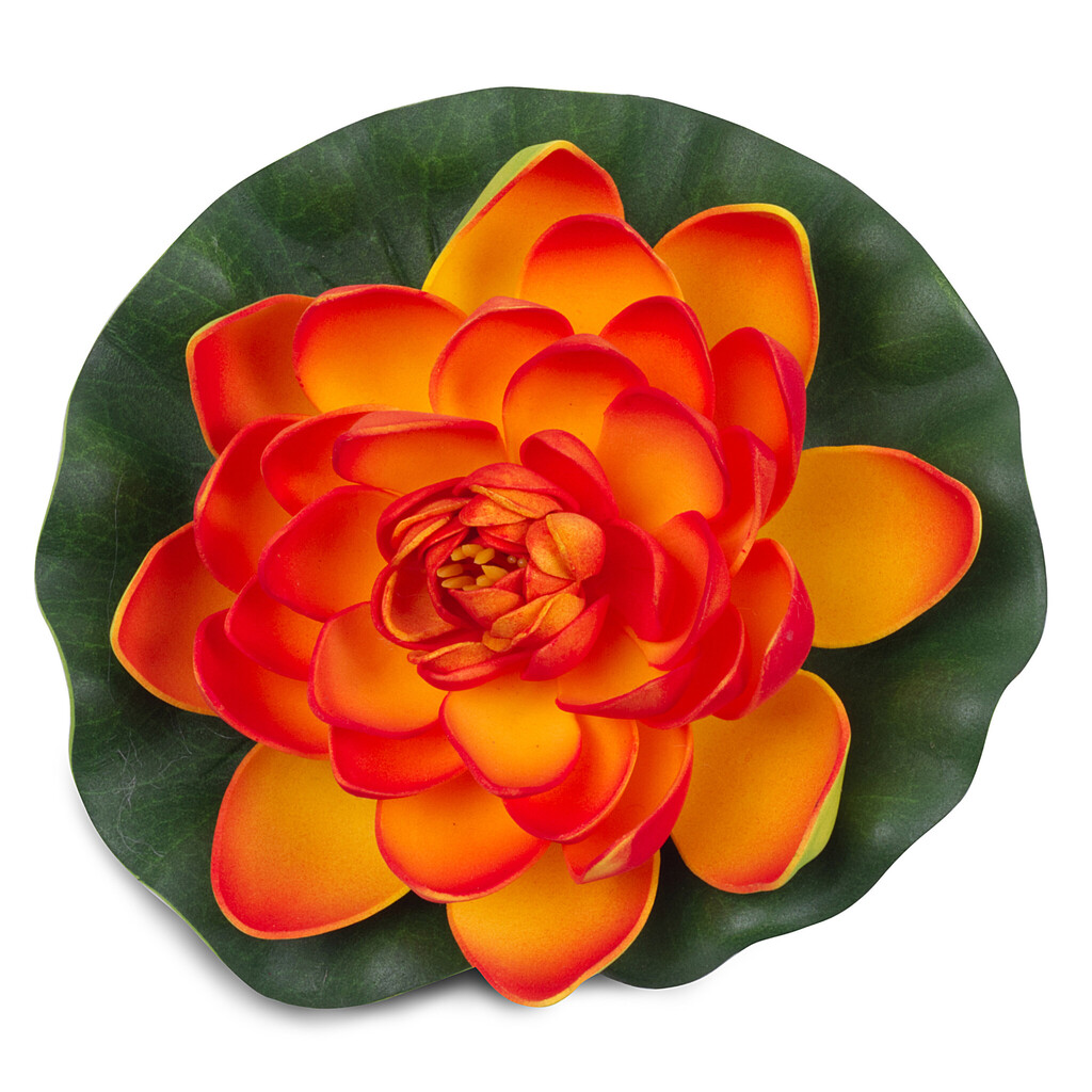 Leknín velký oranžový