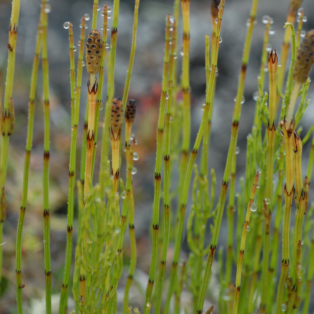 Přeslička skřípinovitá č. 11 - Equisetum scirpoides