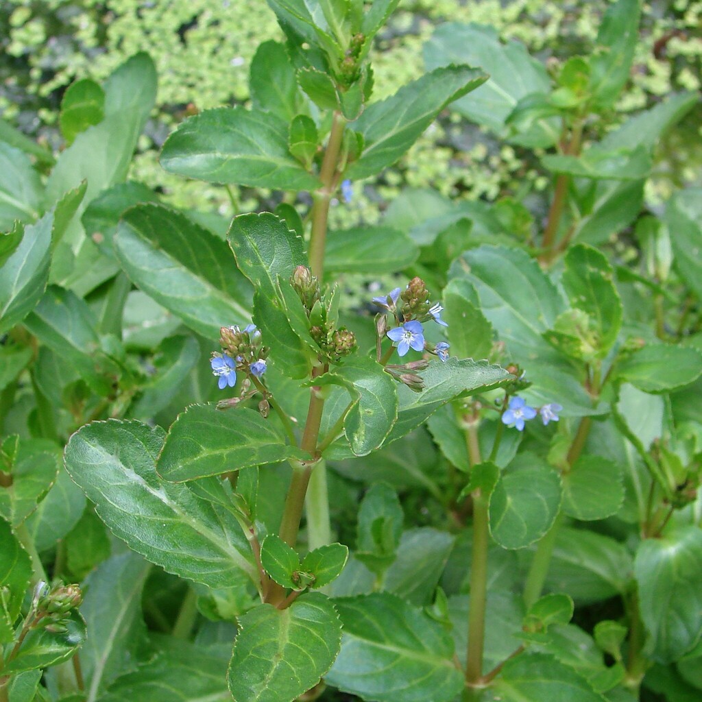 Rozrazil potoční č. 26 - Veronica beccabunga