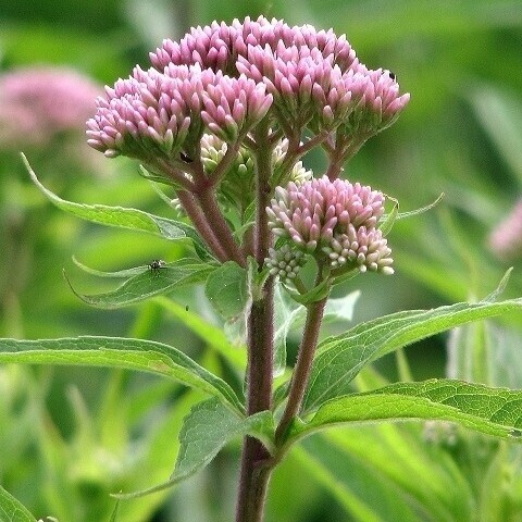 Sadec konopáč č. 57 - Eupatorium cannabinum