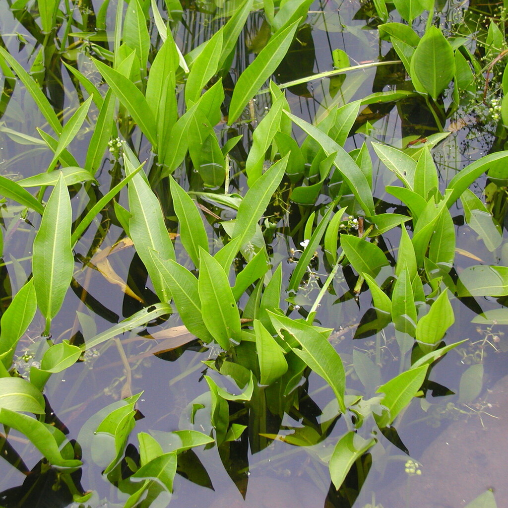 Šípatka širolistá č. 41 - Sagittaria latifolia