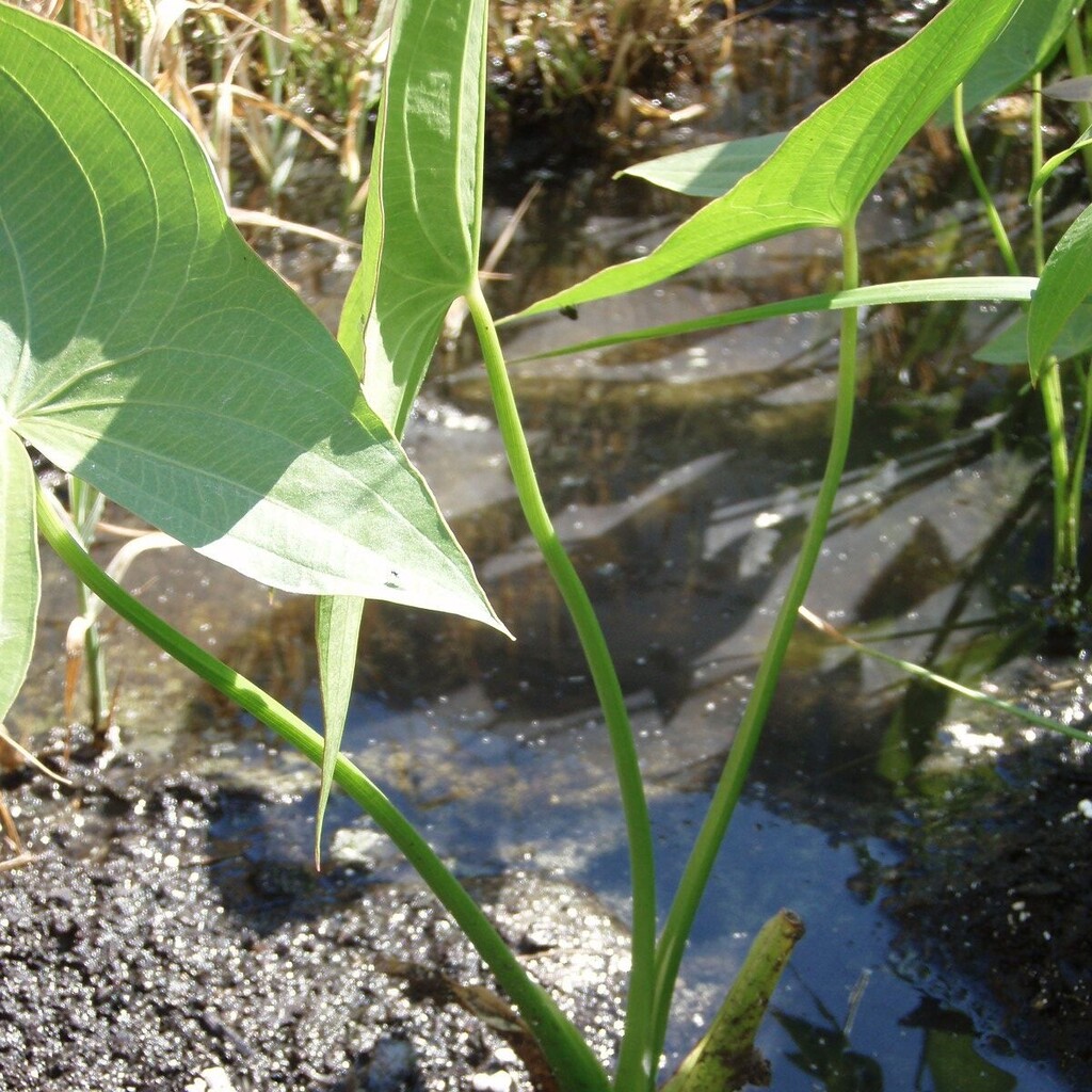 Šípatka vodní č. 40 - Sagittaria sagittifolia