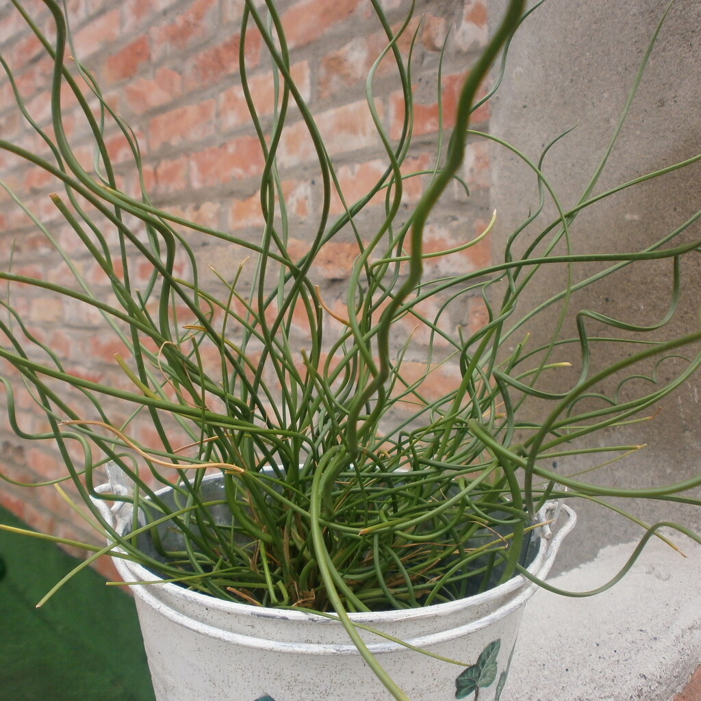 Sítina niťovitá  č. 15 - Juncus filiformis "Spiralis"