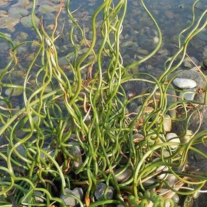 Sítina rozkladitá č. 13 - Juncus effusus "Spiralis"