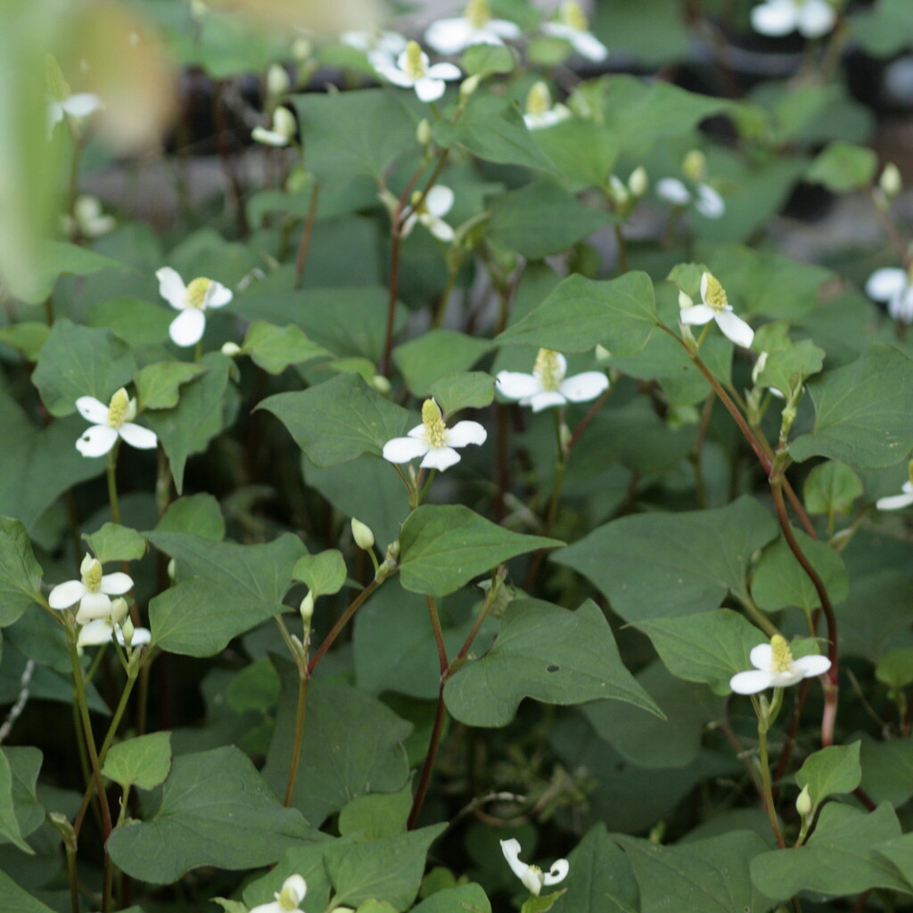 Touleň srdčitá č. 34 - Houttuynia cordata
