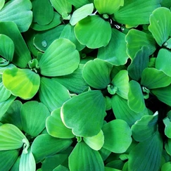 Babelka řezanovitá č. 58 - Pistia stratiotes