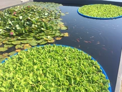 Babelka řezanovitá č. 58 - Pistia stratiotes