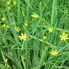 Badil kalifornský č. 50 - Sisyrinchium californicum