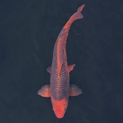 Koi kapr č. 101 Aka matsuba 55 cm