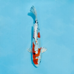 Koi kapr č. 11 Kukusui 30 cm