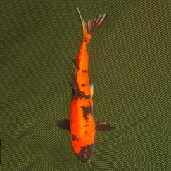 Koi kapr č. 24 Hi Utsuri 30 cm