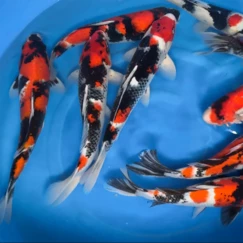 Koi kapr nádrž č. 1 Nisai Showa 30-35 cm