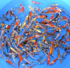 Koi kapr nádrž č. 10 Tosai Mix 10-12 cm