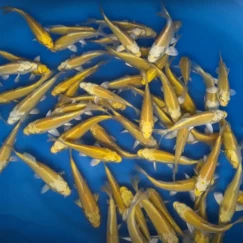 Koi kapr nádrž č. 23 Yamabuki ogon 12-15 cm