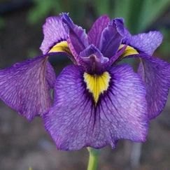 Kosatec č. 130 - Iris pseudata Shiryukyo