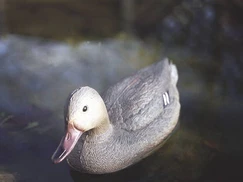 Plovoucí kachna 40 cm