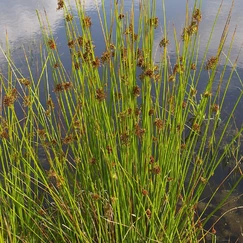 Sítina rozkladitá č. 12 - Juncus effusus