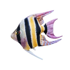 Skalára 51 cm