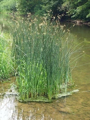 Skřípinec jezerní č. 37 - Schoenoplectus lacustris