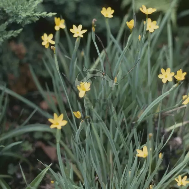 Badil kalifornský č. 50 - Sisyrinchium californicum