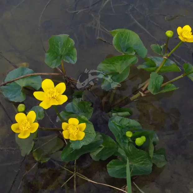 Blatouch bahenní č. 2 - Caltha palustris