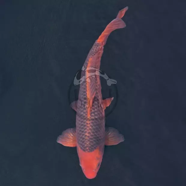 Koi kapr č. 101 Aka matsuba 55 cm