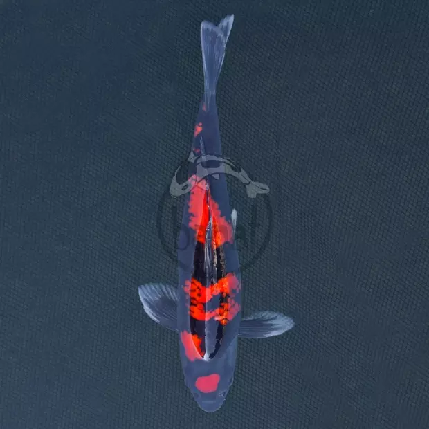 Koi kapr č. 106 Goshiki 40 cm