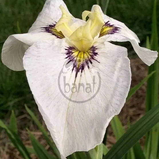 Kosatec č. 107 - Iris pseudata Byakuya No Kuni