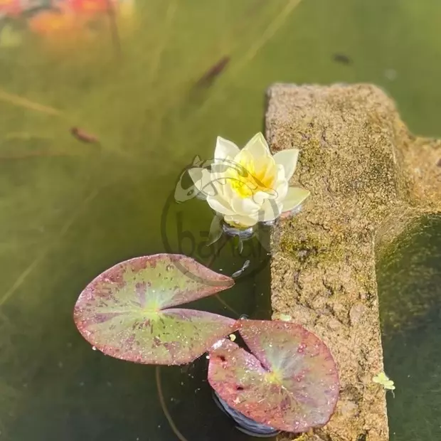 Leknín trpasličí žlutý č. 94 - Nymphaea Pygmaea Helvola  