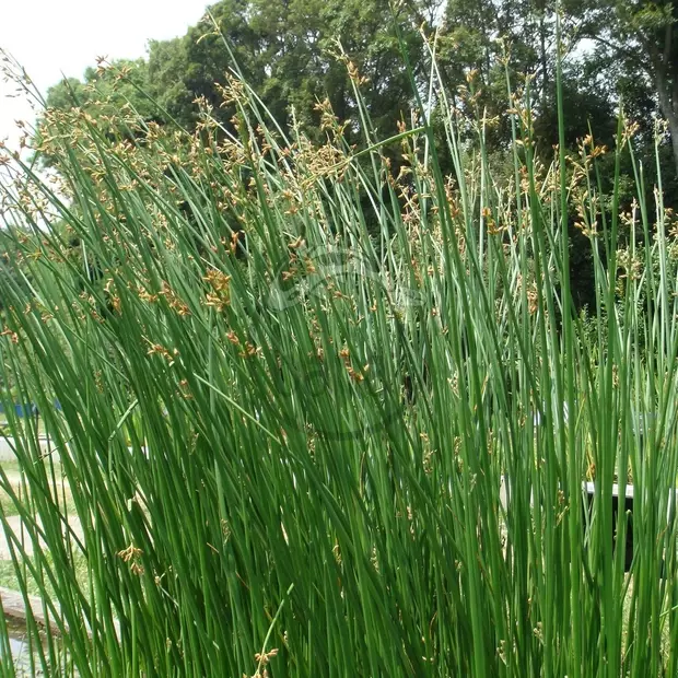 Skřípinec jezerní č. 37 - Schoenoplectus lacustris