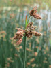 Skřípinec jezerní - Schoenoplectus lacustris